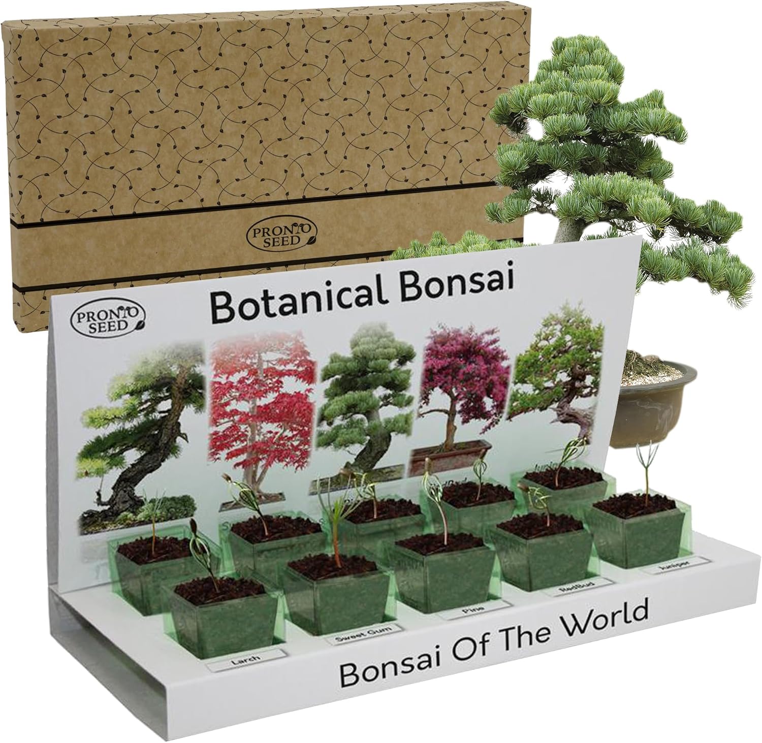 Pronto Seed Grow Your Own Bonsai Tree Kit with 5 Seed Varieties - Indoor Growing Set with Sustainable Packaging Display - Gift for Women, Men - Beginner-Friendly