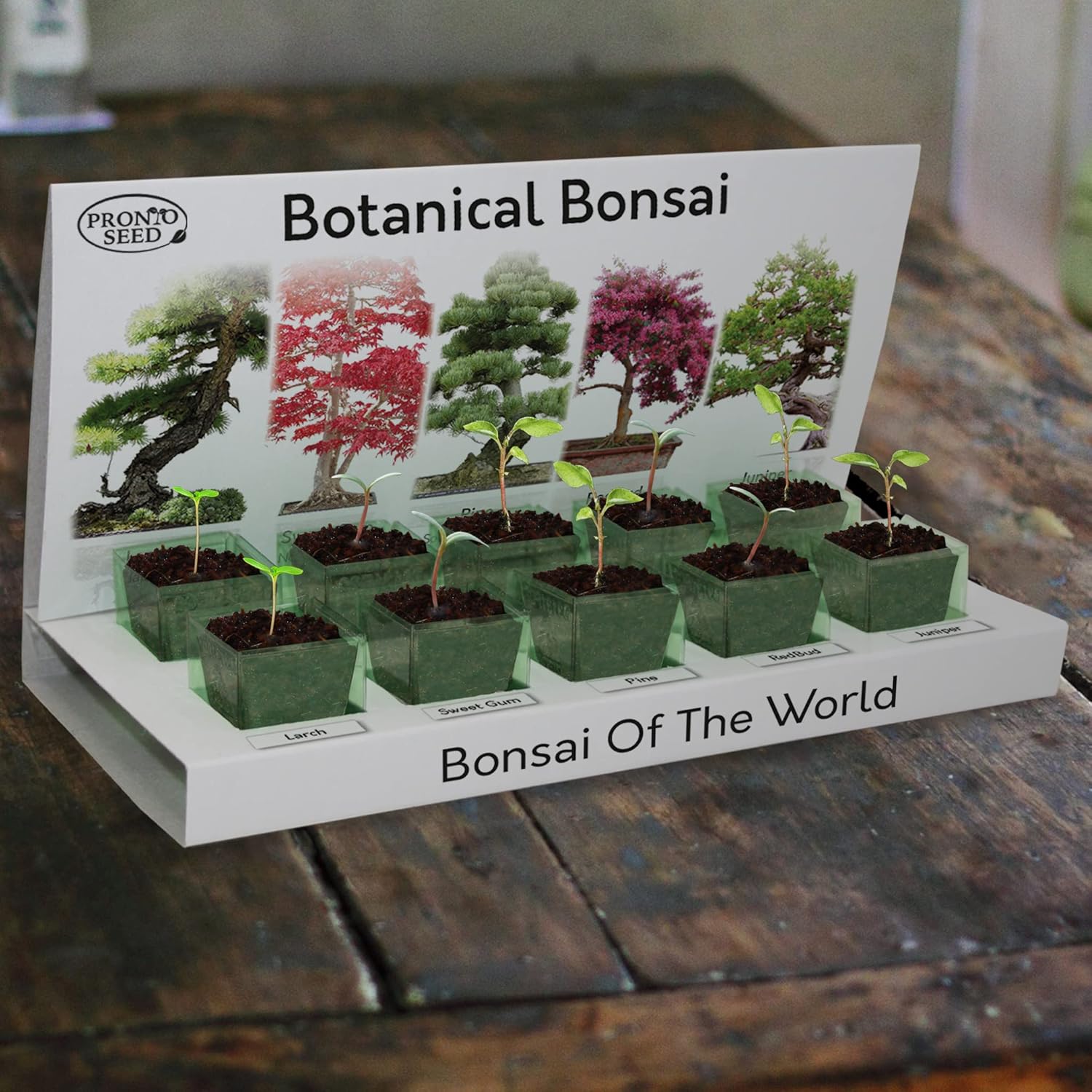 Pronto Seed Grow Your Own Bonsai Tree Kit with 5 Seed Varieties - Indoor Growing Set with Sustainable Packaging Display - Gift for Women, Men - Beginner-Friendly - Image 8