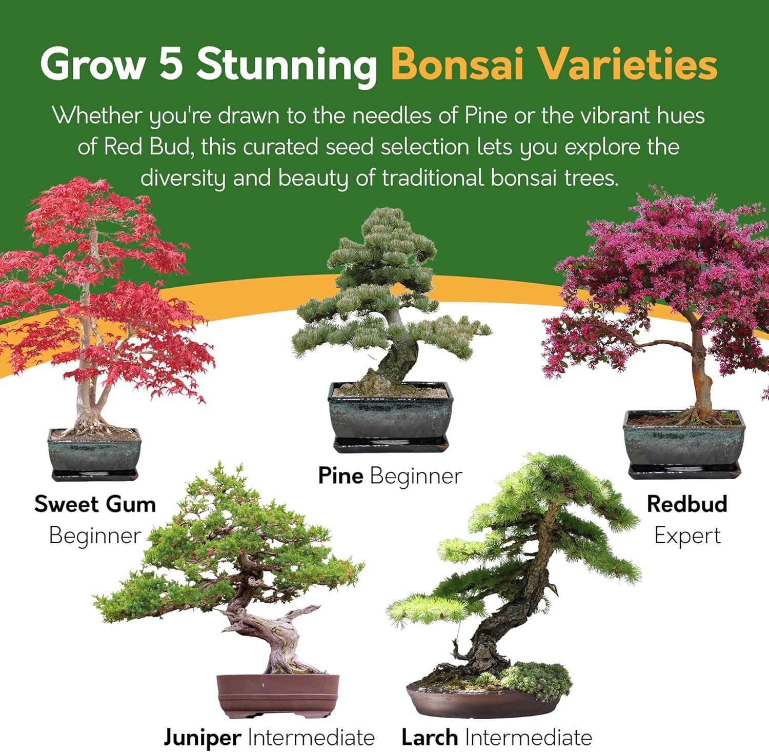 Pronto Seed Grow Your Own Bonsai Tree Kit with 5 Seed Varieties - Indoor Growing Set with Sustainable Packaging Display - Gift for Women, Men - Beginner-Friendly - Image 4